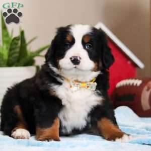 TJ, Bernese Mountain Dog Puppy